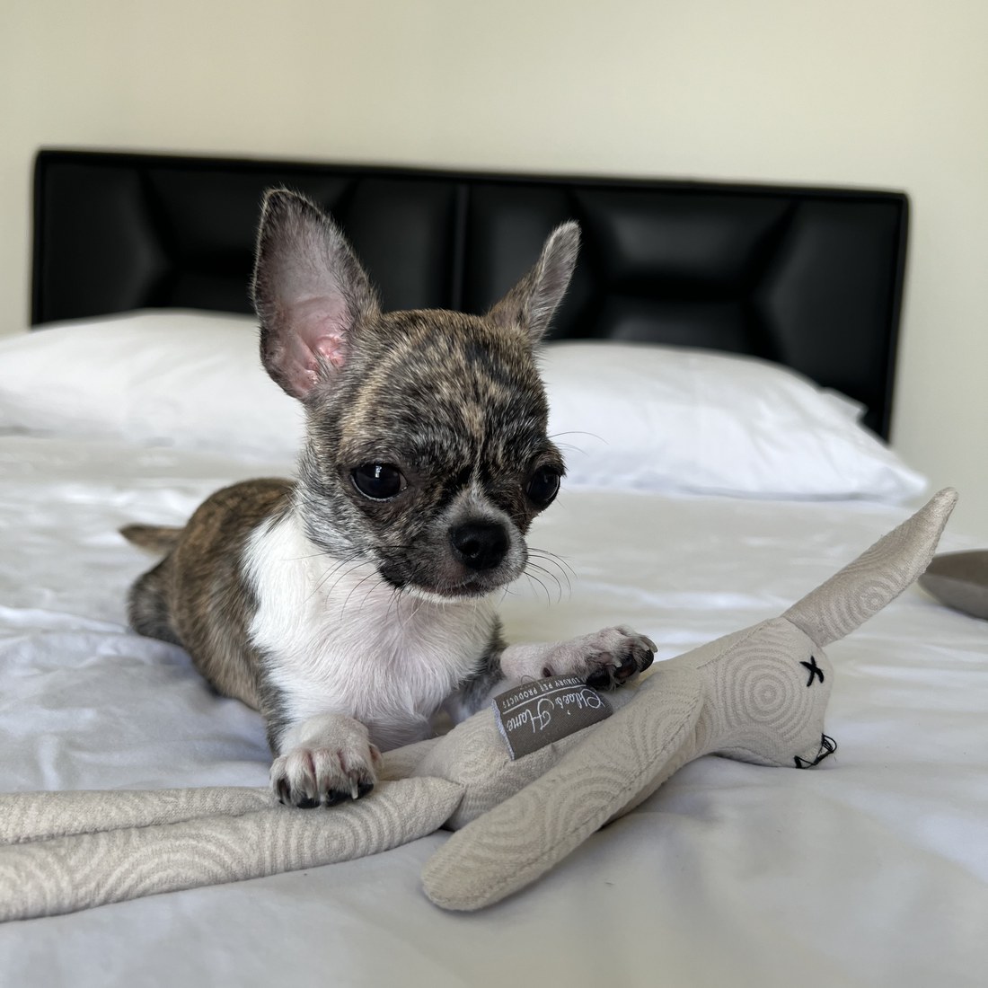 Tigger on the bed
