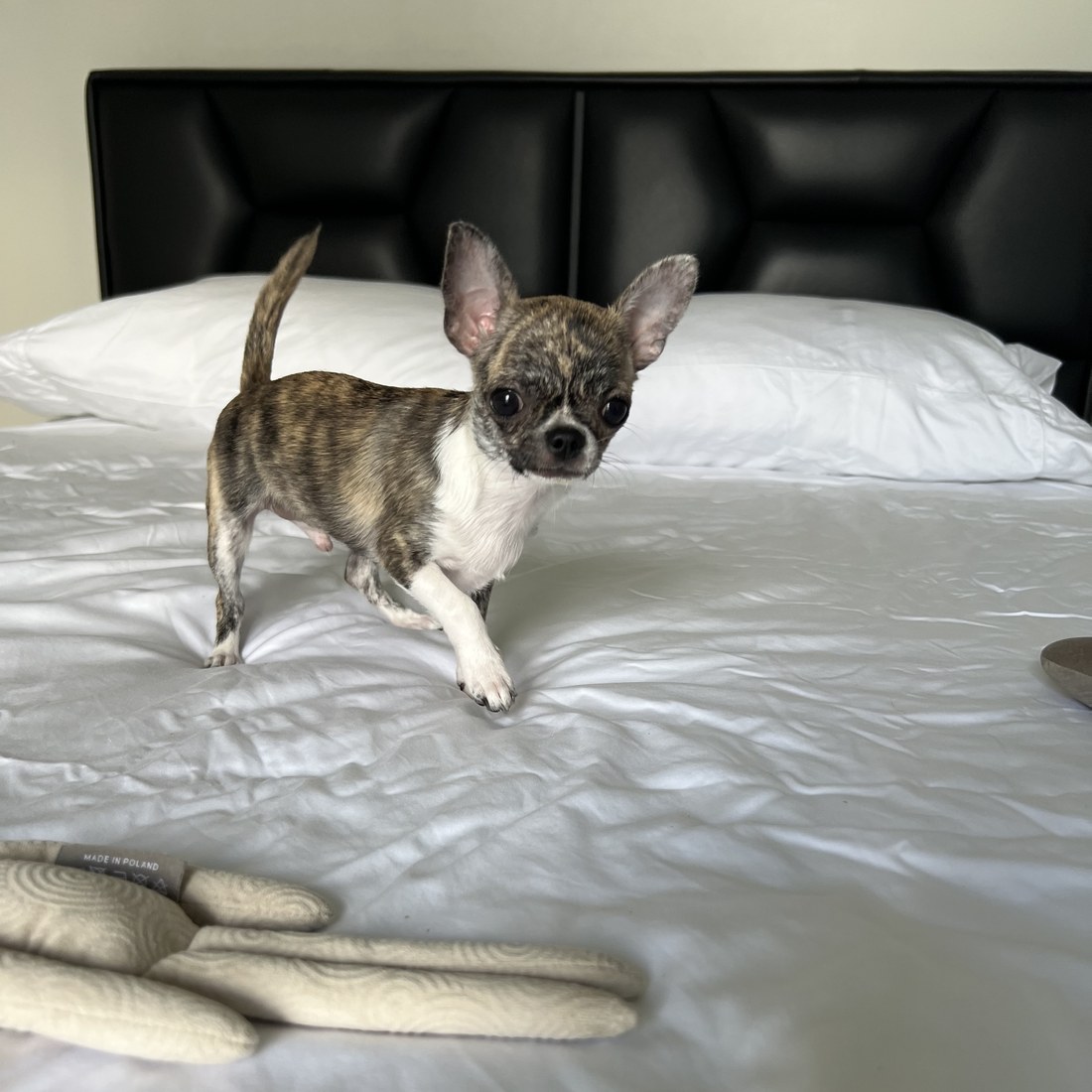 Tigger playing